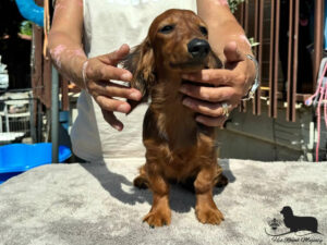 Cucciolo Bassotto a pelo lungo