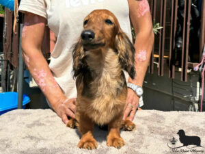 Cucciolo Bassotto a pelo lungo