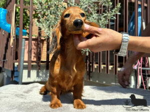 Cucciolo Bassotto a pelo lungo